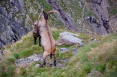 UN GRAN BEL PIZZO DI COCA (3052 m.) il 19 agosto 2011 - FOTOGALLERY